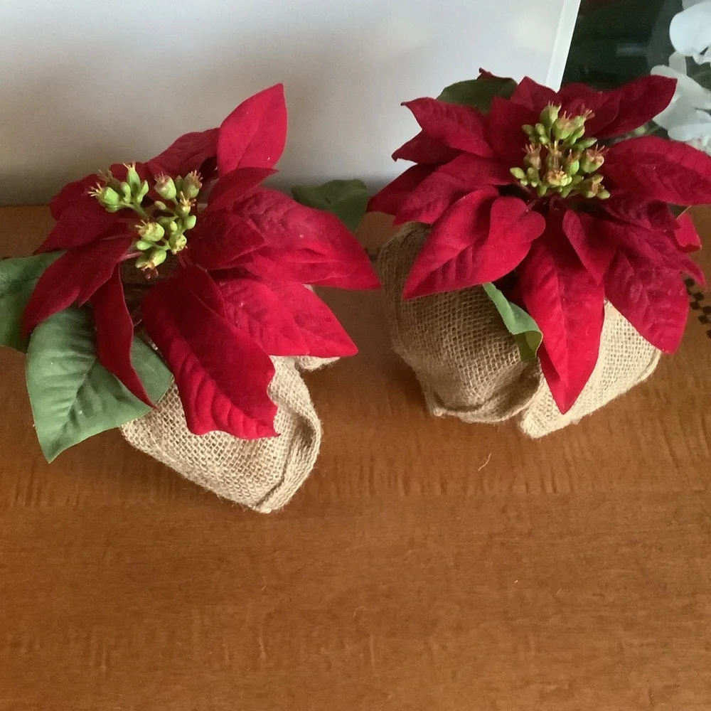 Set of Four Pottery Barn Red Poinsettia Plants
